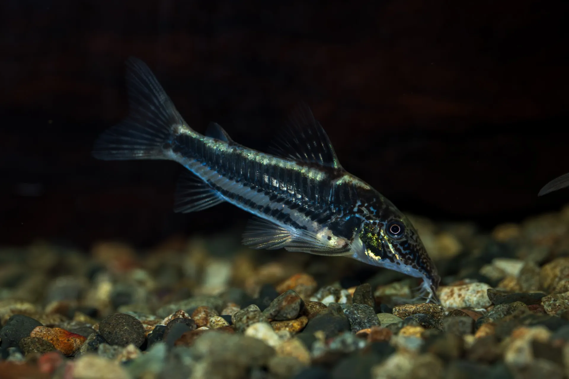 イワシ生誕祭やります!2025年11月24日〜2025年12月7日 入荷情報!