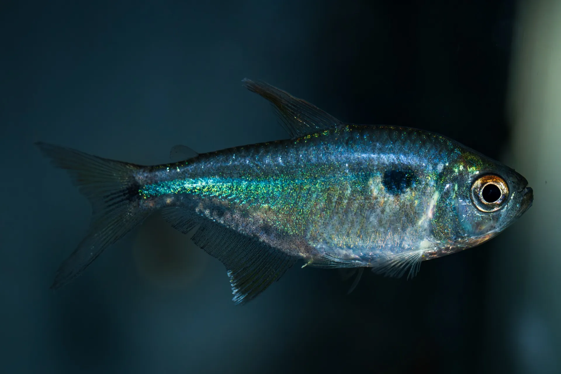 2025年12月8日〜2025年12月21日 入荷情報!