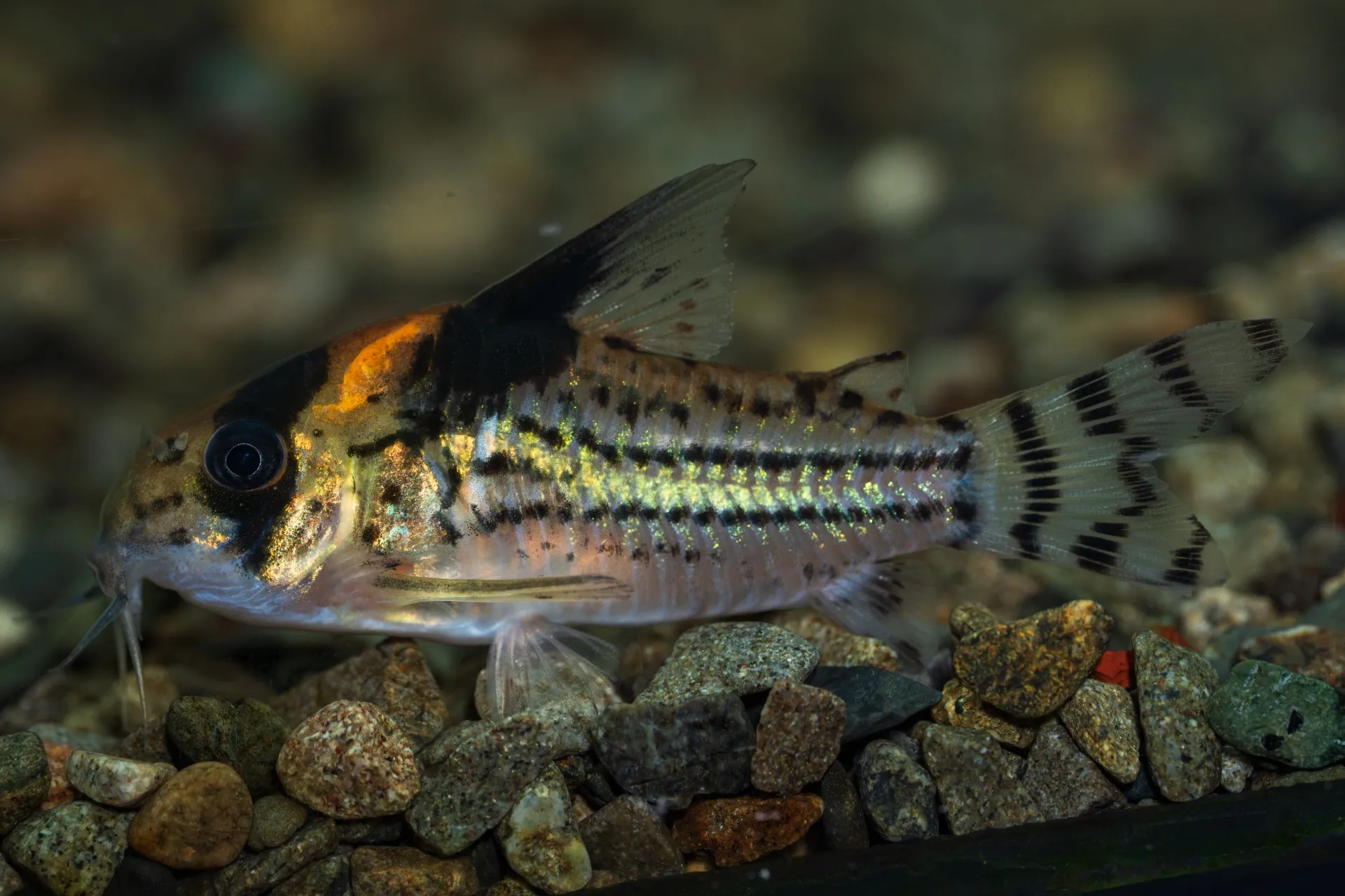 新年明けましておめでとうございます。2025年12月22日〜2026年1月11日 入荷情報!